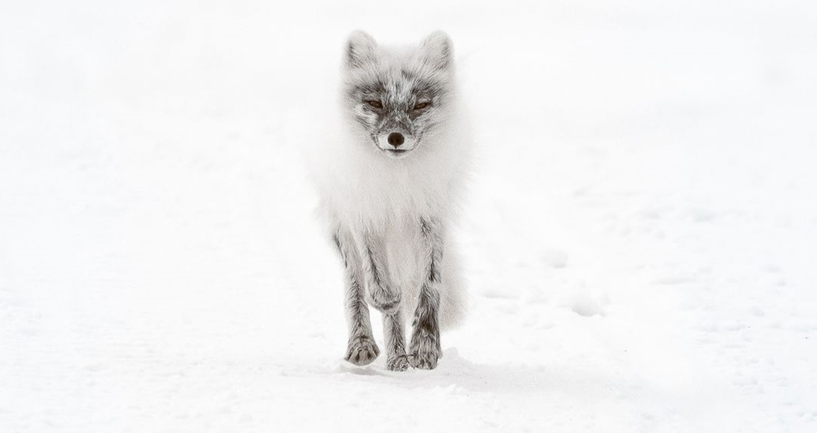 3 Essential Tips for Wildlife Photography