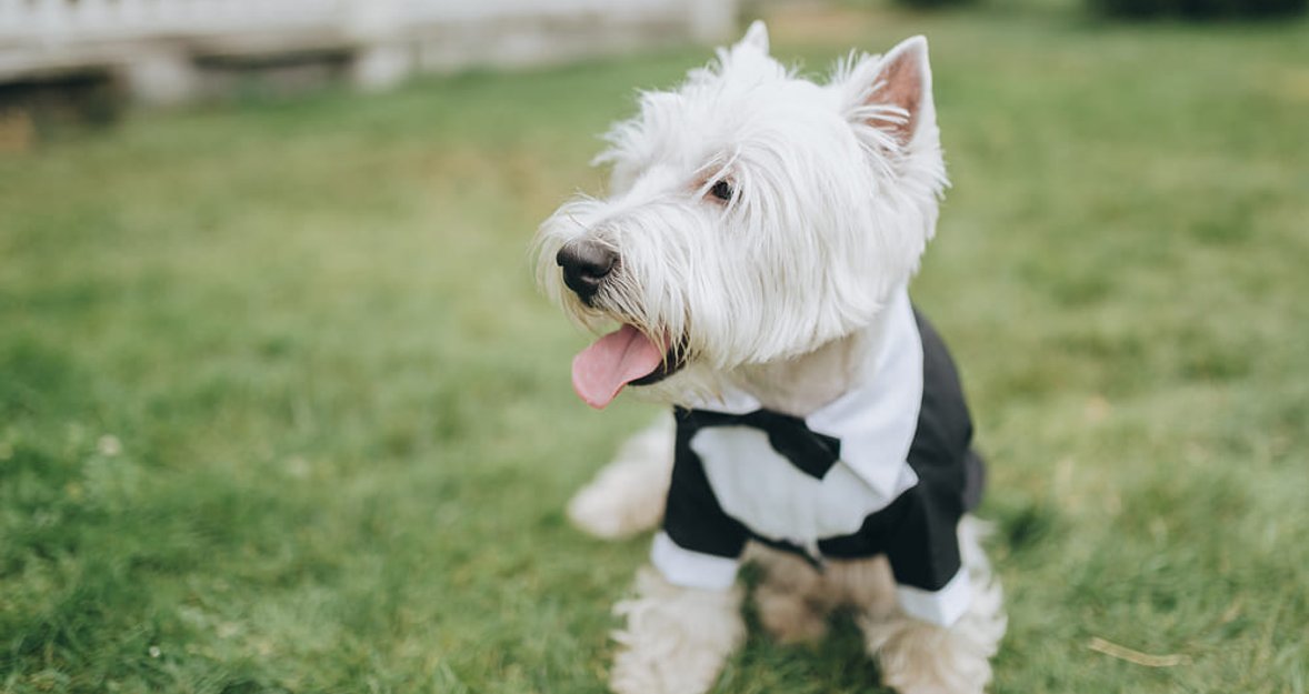 Funny 24 Hours: National Dress Up Your Pet Day
