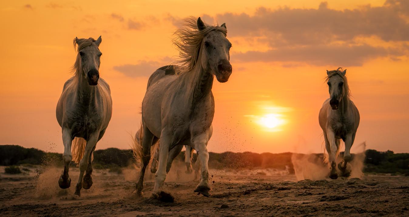 The Rule of Odds in Photography: How to Create Balanced Compositions