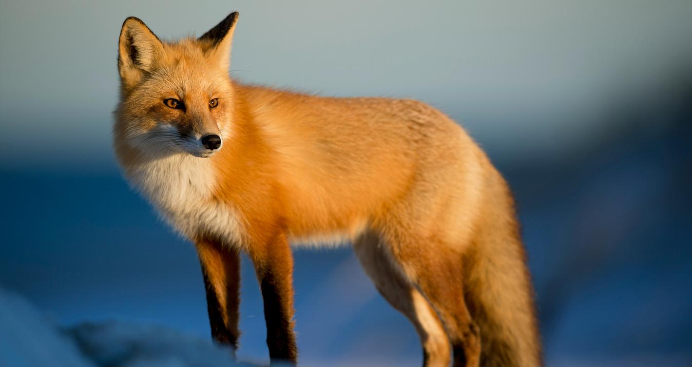 Rule of Thirds for Wildlife Photography: Capture More Dynamic Shots