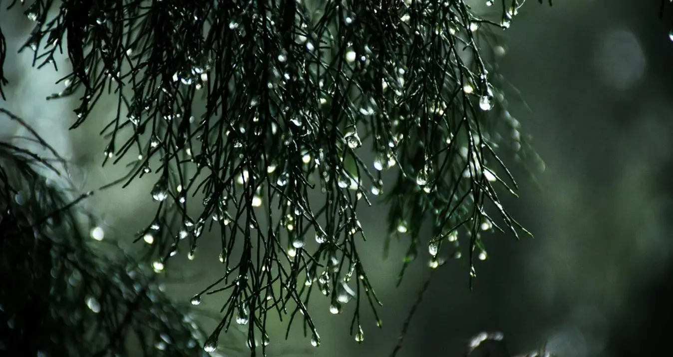 如何掌握雨天摄影的艺术