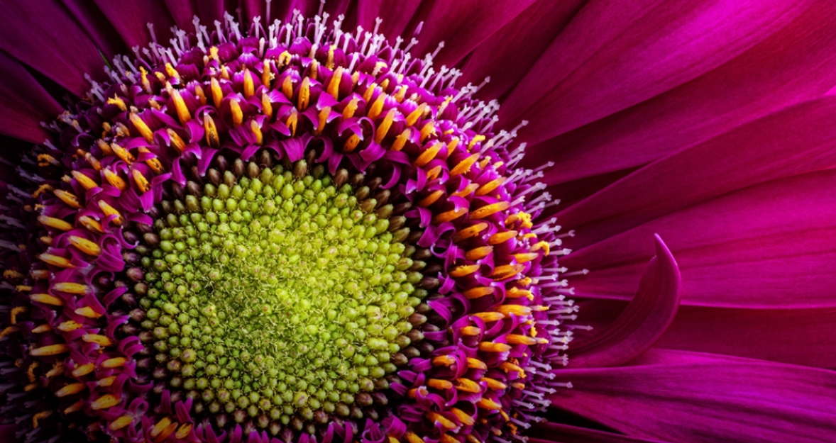 What Is Macro Photography?