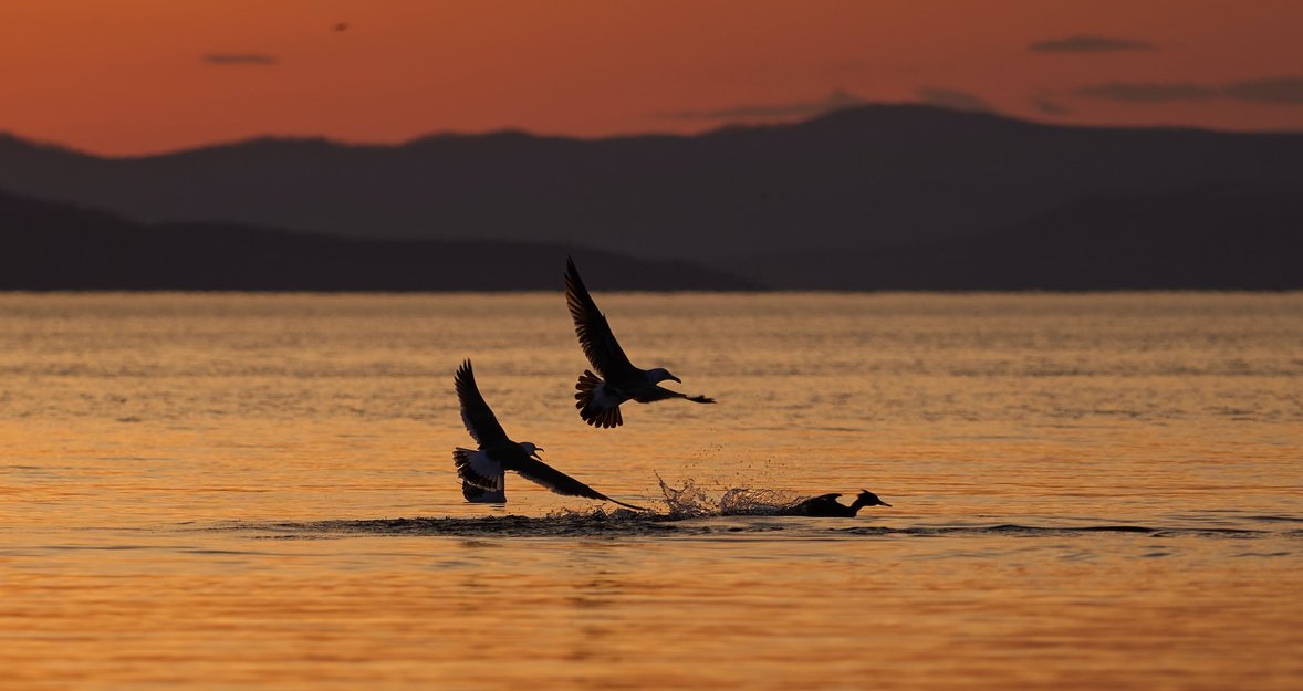 The match made in Heaven: eagle photography & Luminar