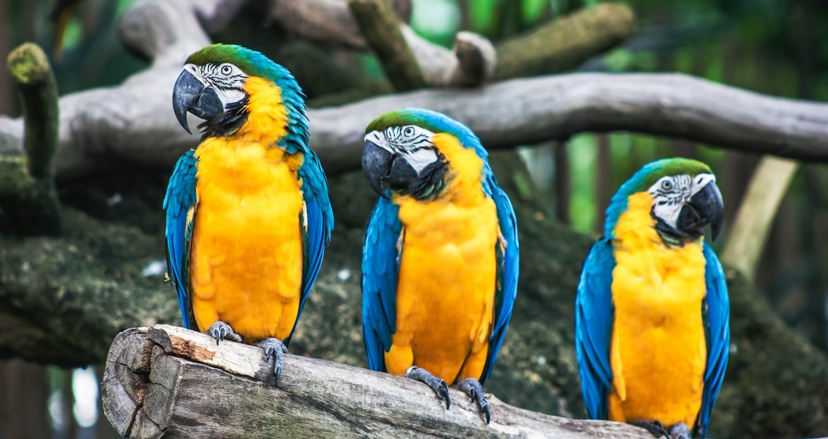 Bring out the beauty in your bird photography