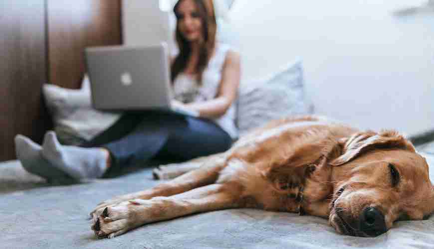 How to Install Your Free Version of Photolemur