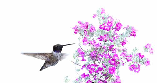 Extending the Power of Adobe Photoshop & Adobe Lightroom with Luminar Flex plugin(8)