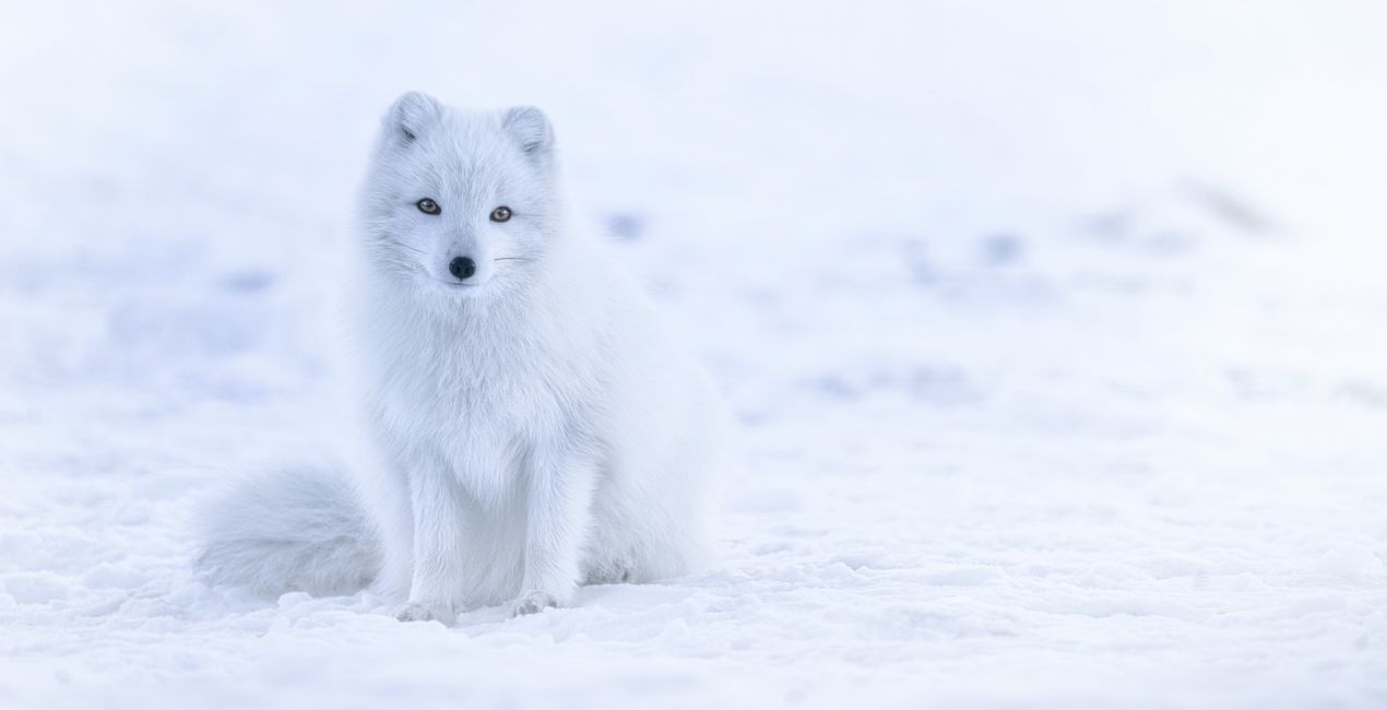 Presets: Tiere im Winter(46)