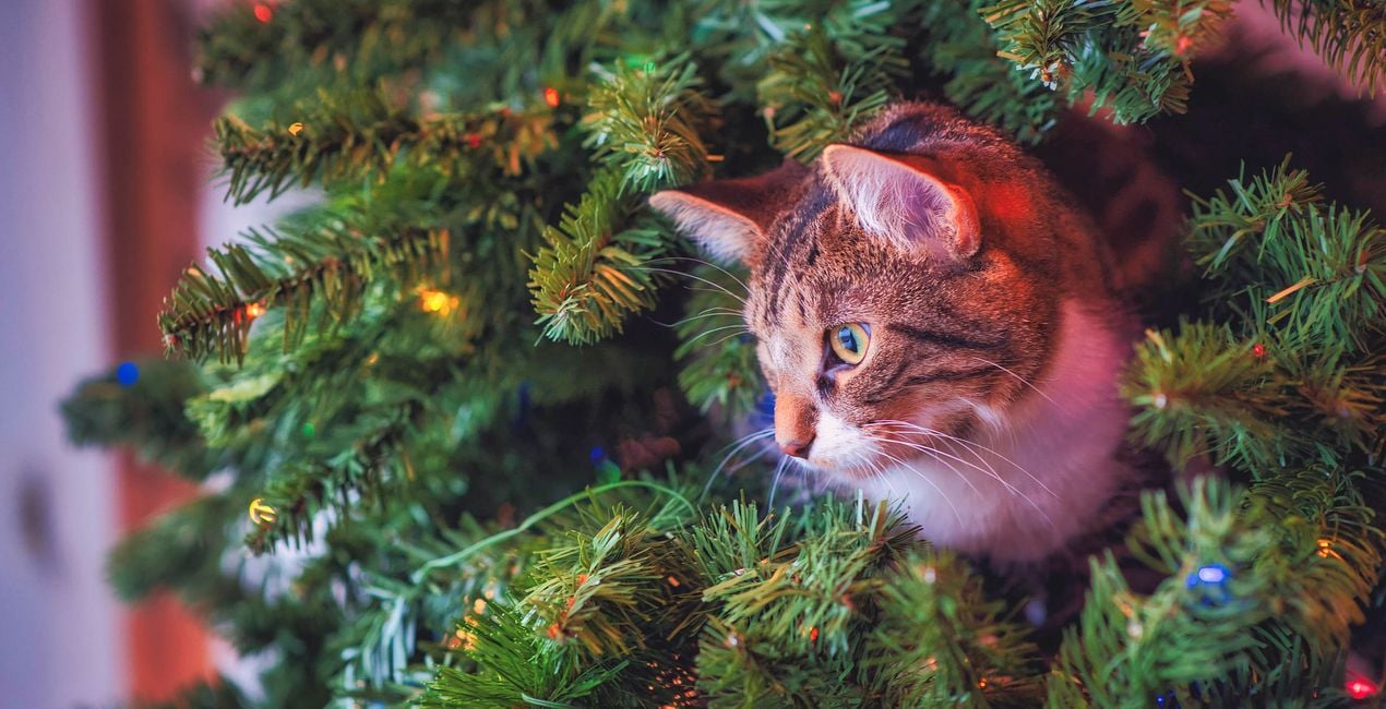 Presets: Weihnachtliche Katzen(46)