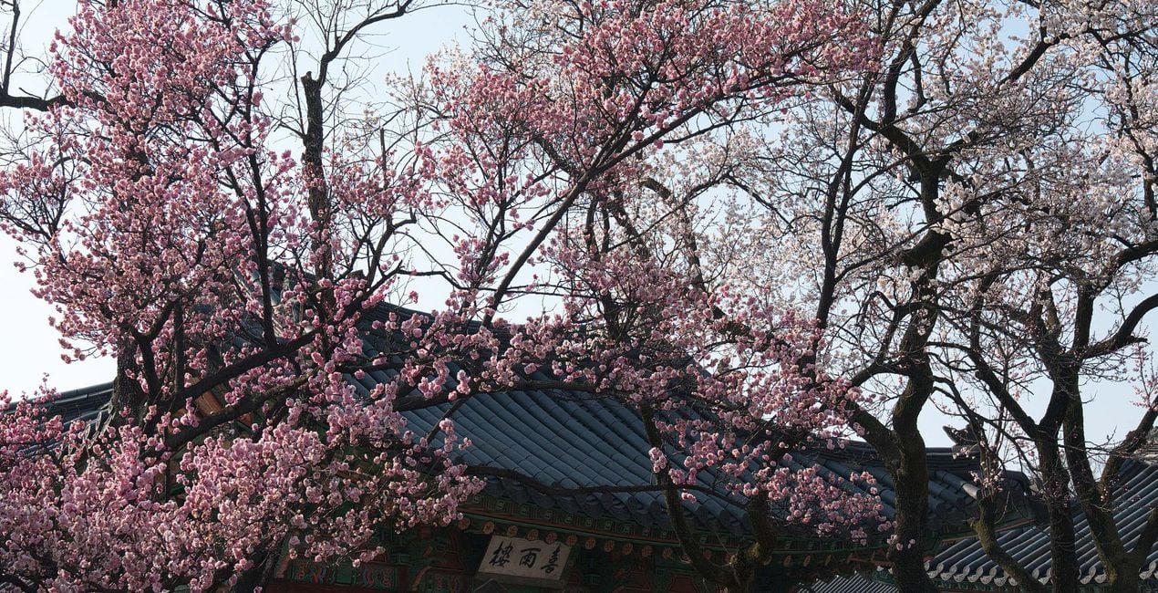 Seoul in Bloom Presets(45)