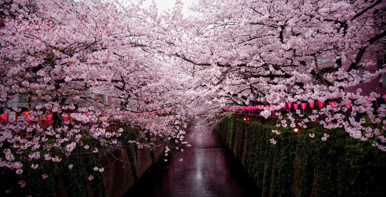 桜の花のLooks(43)