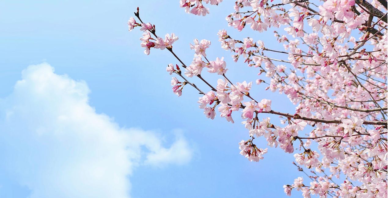 桜の花のLooks(46)
