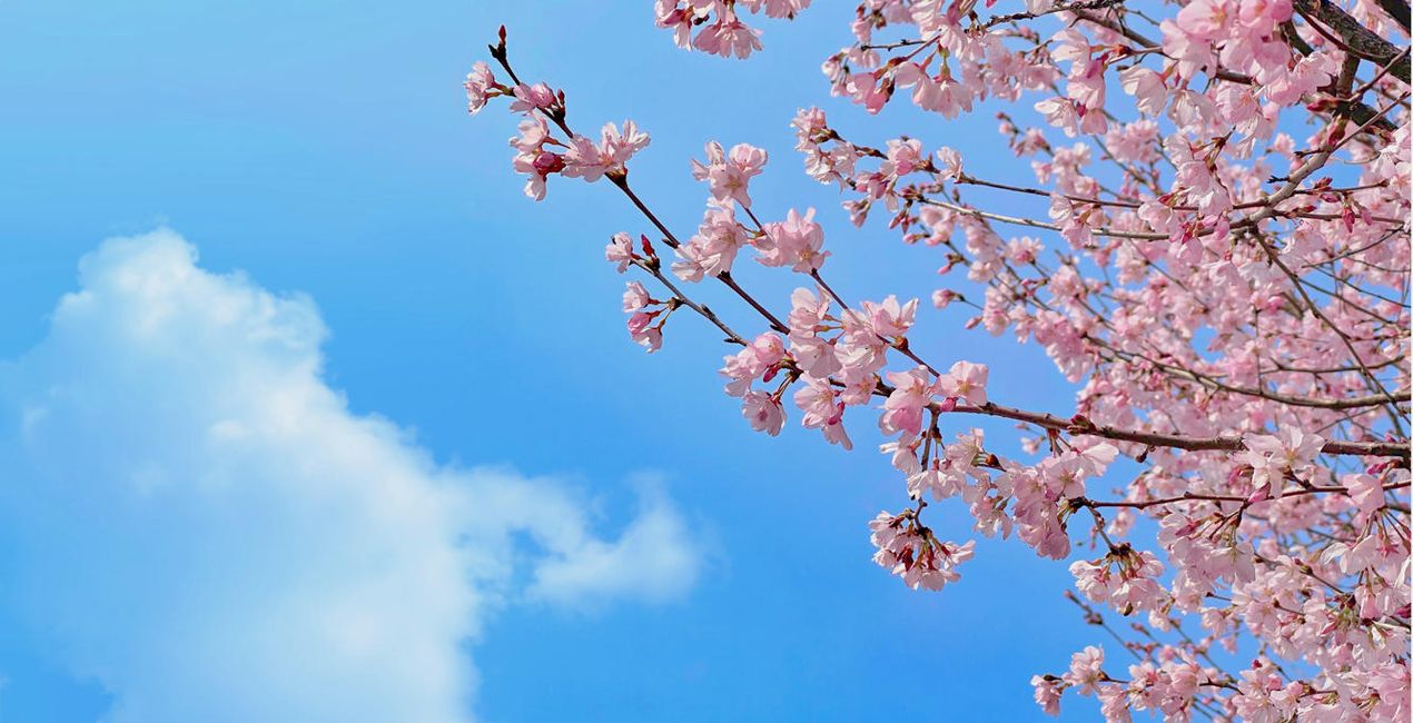桜の花のLooks(45)