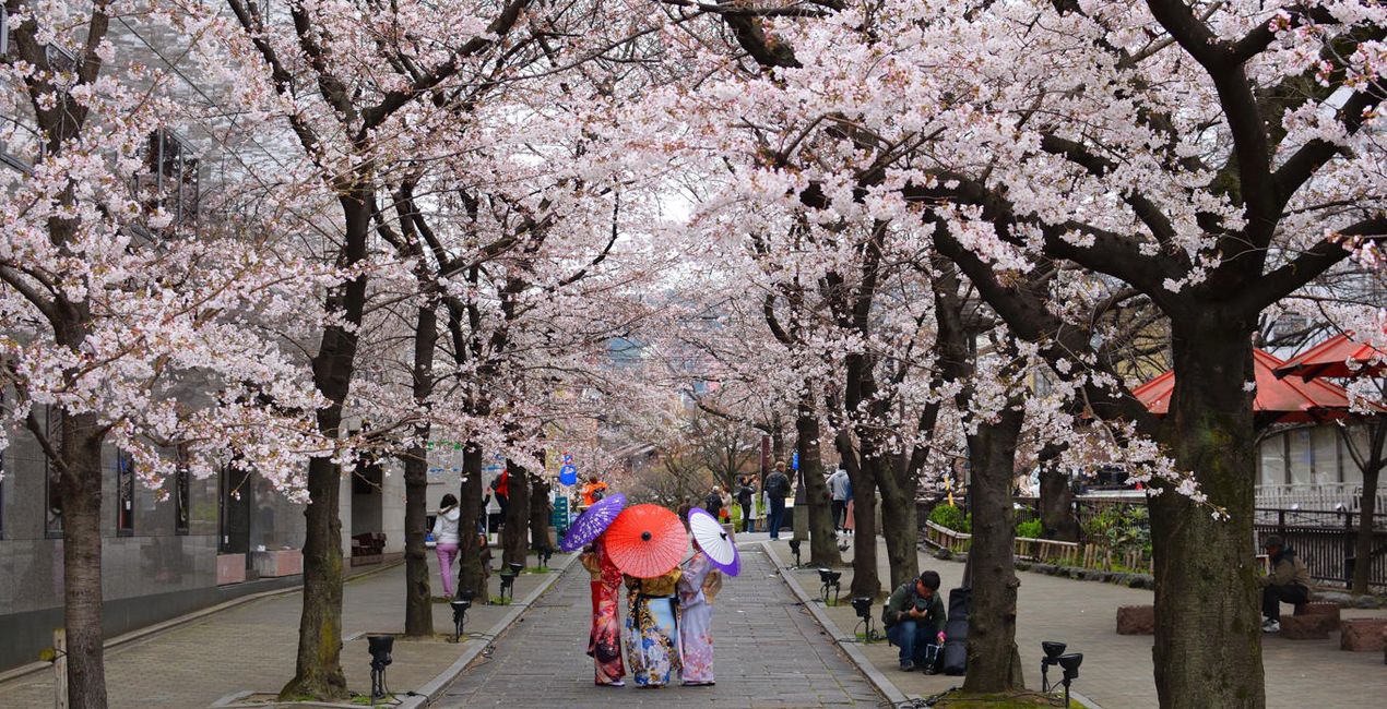 Sakura Blossom Looks(47)