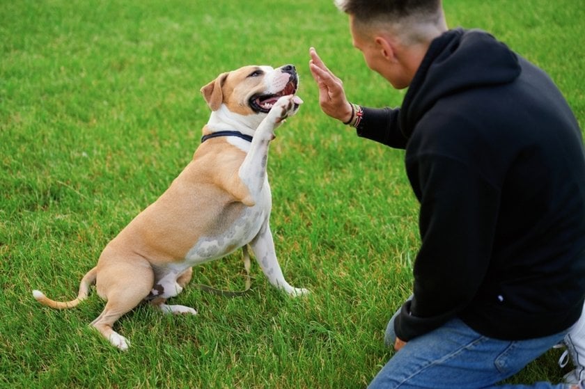 The dog gives its owner a high five | Aperty Blog