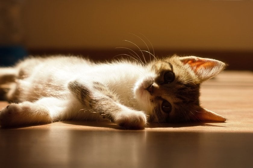 A kitten is lying on the floor in the sun | Aperty Blog