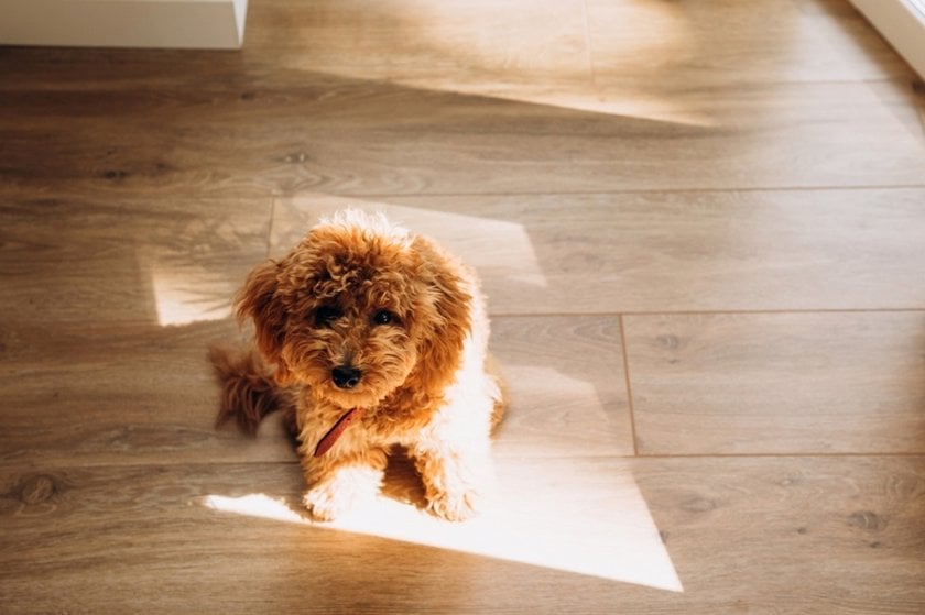 A dog sits on the floor in the sun | Aperty Blog