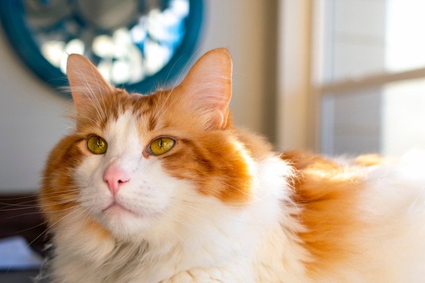 Portrait of a ginger cat | Aperty Blog