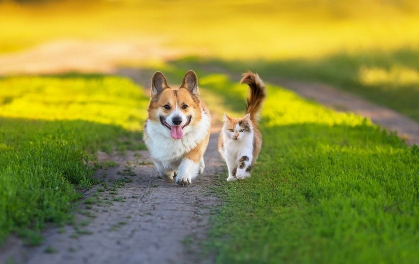 A corgi and a cat are running along a path | Aperty Blog