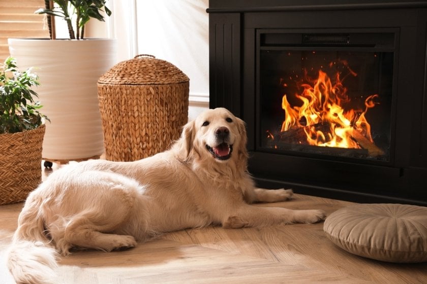 The dog is lying near the fireplace | Aperty Blog