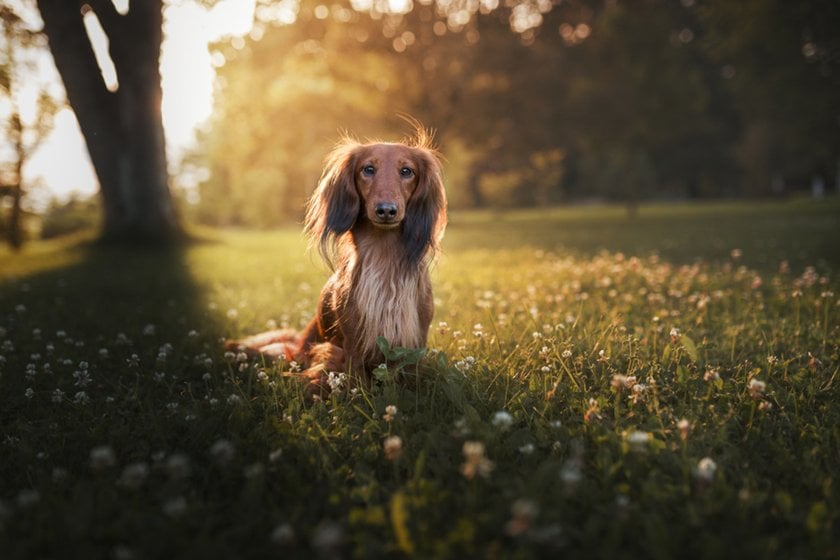 Dachshund in nature | Aperty Blog