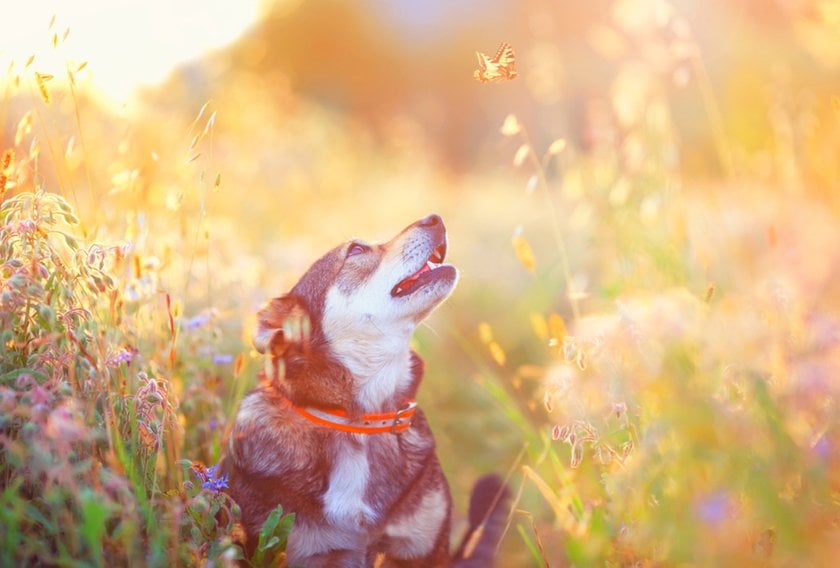 A dog watches a butterfly in the grass | Aperty Blog
