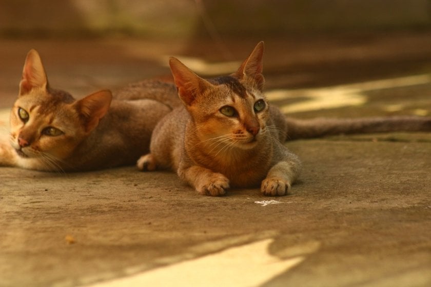 Two cats are lying on the ground | Aperty Blog