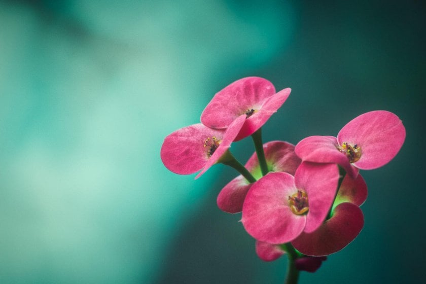Flower Photography: Do You Know All the Secrets? Image10