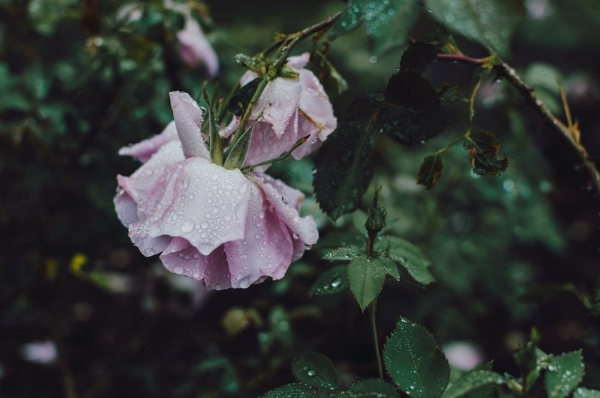 Beautiful rain photo moods - macro rain photography