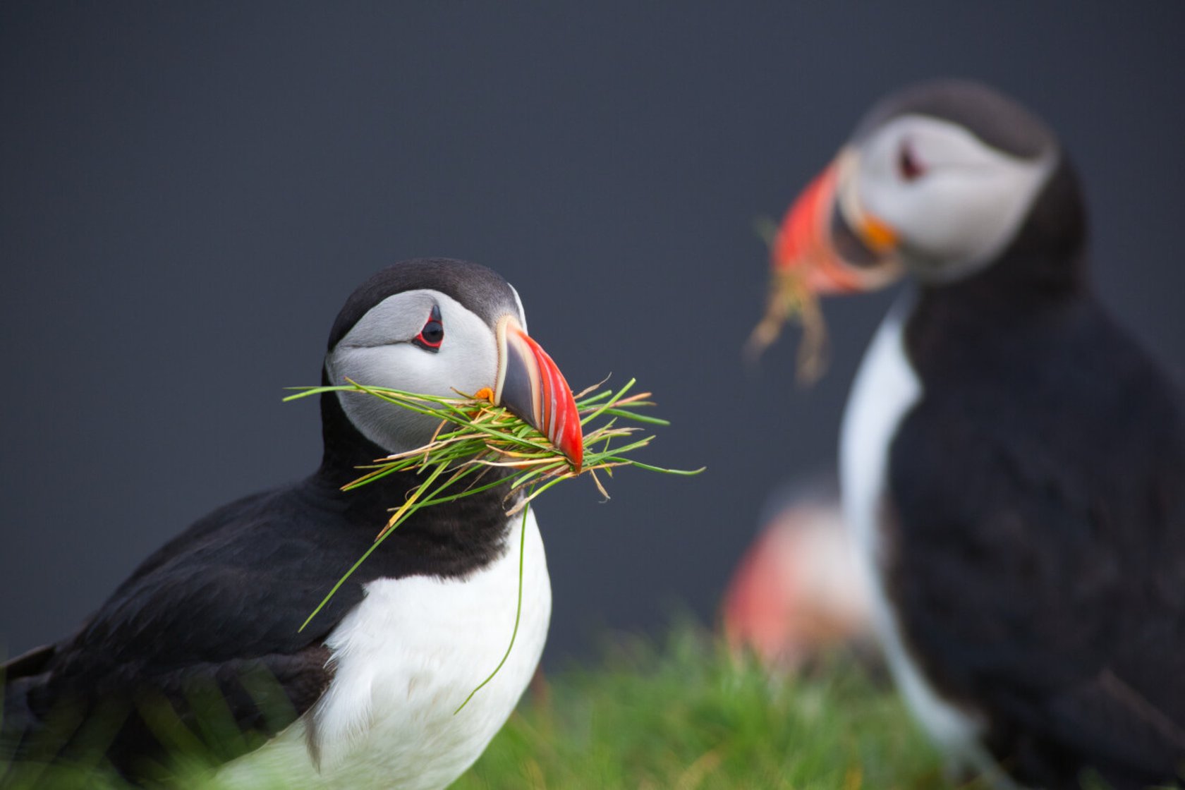 Wildlife Photography: A Full Guide to Taking the Best Photos of Animals | Skylum Blog(2)