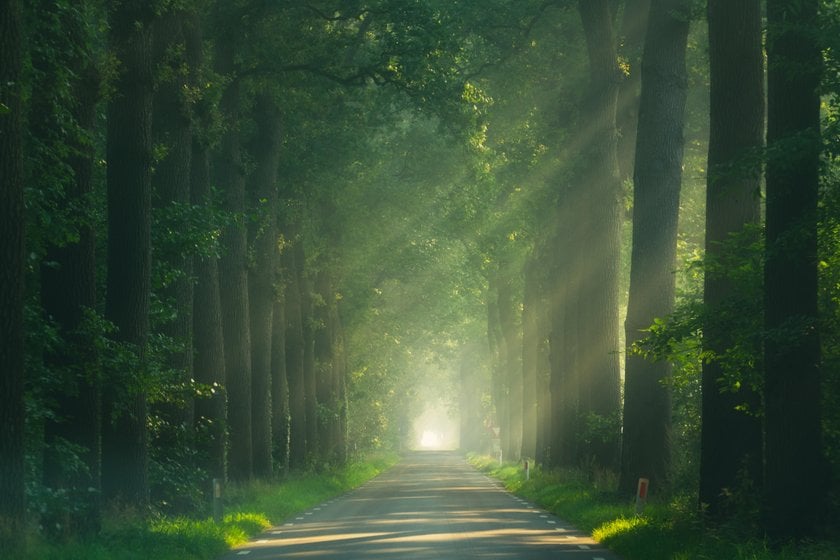 Magical Forests by Albert Dros. How to shoot and edit forest images | Skylum Blog(5)