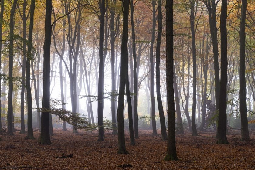 Magical Forests by Albert Dros. How to shoot and edit forest images | Skylum Blog(5)