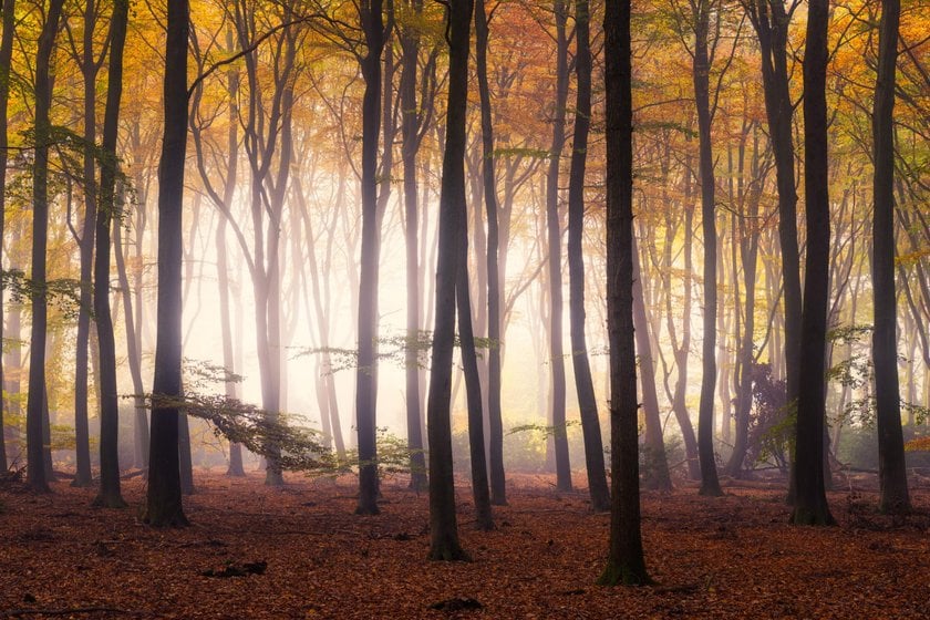 Magical Forests by Albert Dros. How to shoot and edit forest images(7)