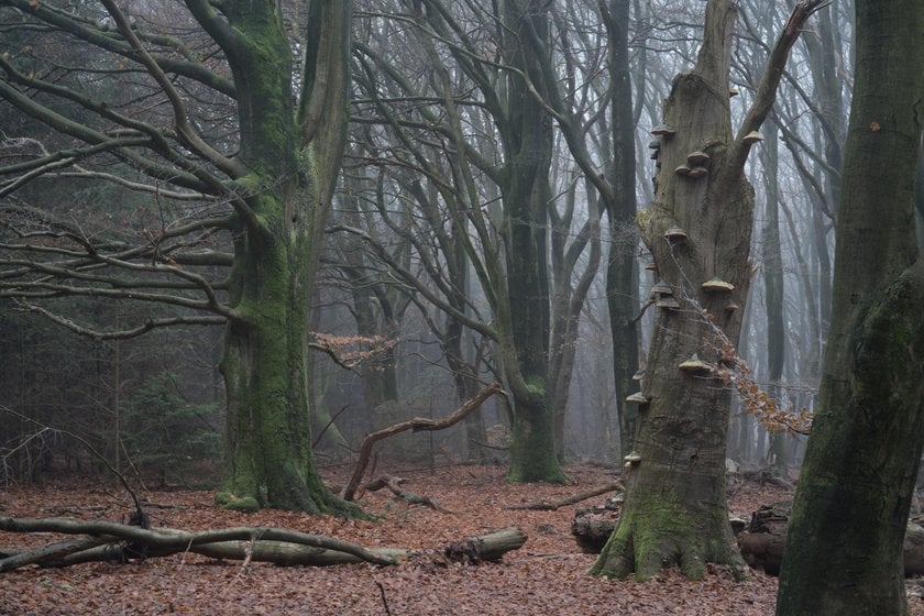 Magical Forests by Albert Dros. How to shoot and edit forest images | Skylum Blog(7)