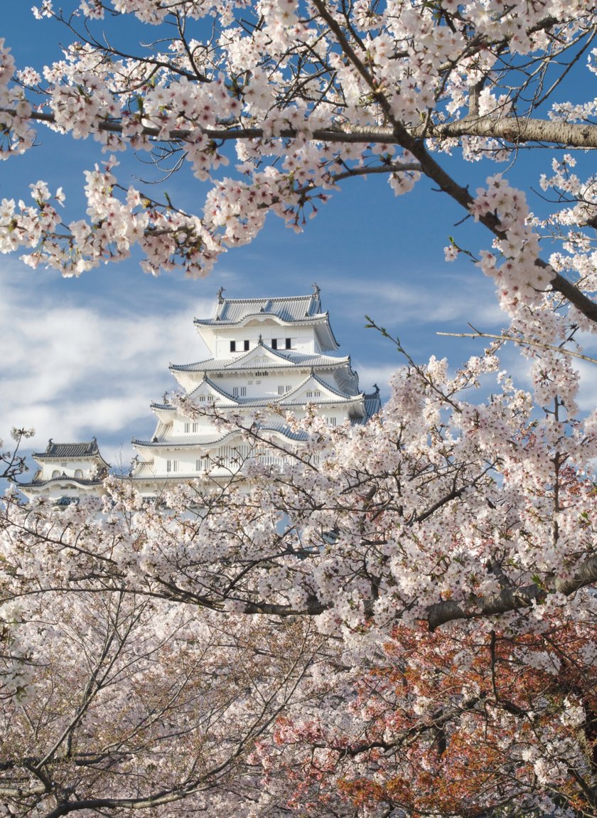 桜の撮影