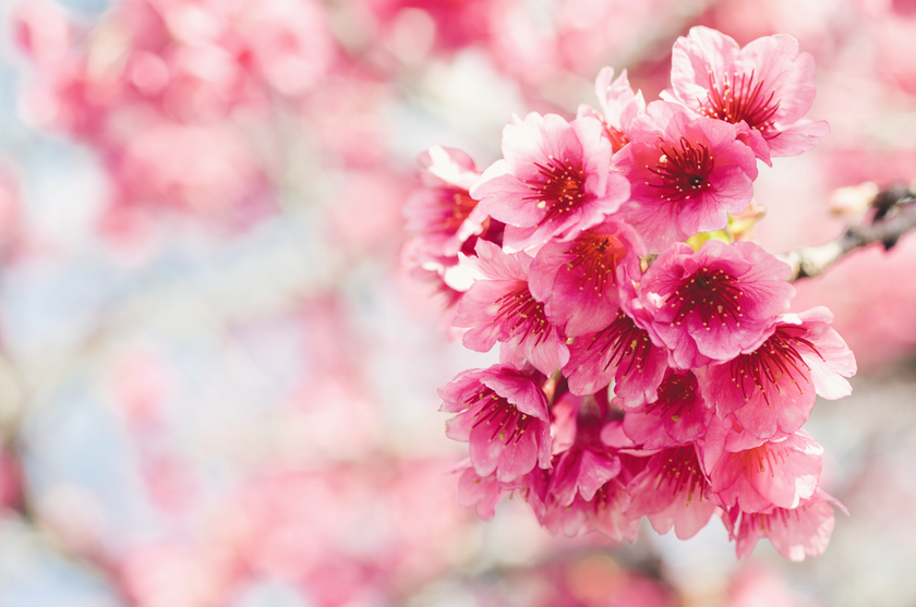 桜の撮影