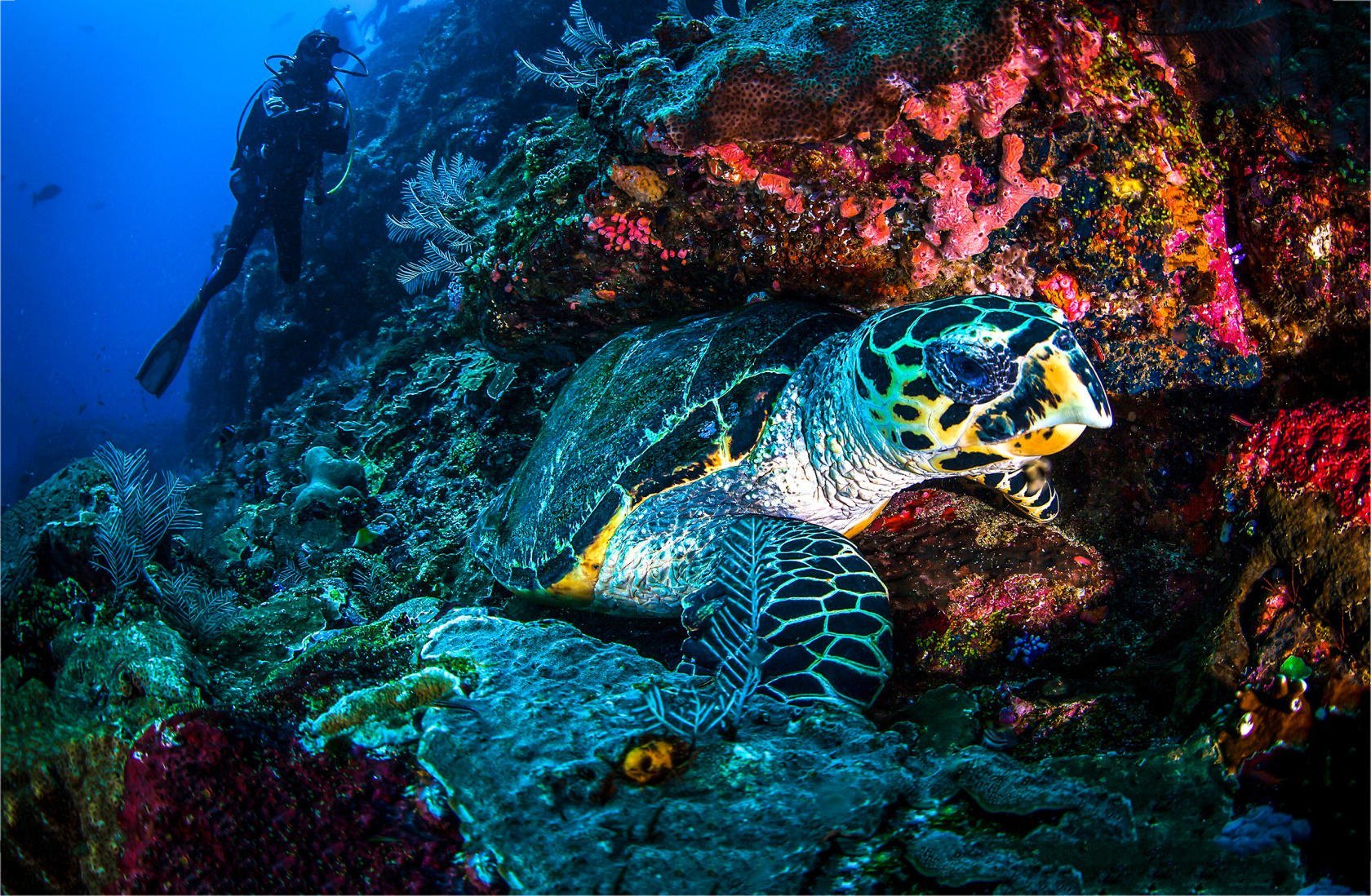 Capture Great Photos in Blue Water - Underwater Photography Guide