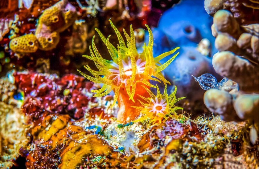 Underwater Photography: A Beginner's Guide to Capturing the Beauty Beneath the Surface | Skylum Blog(11)