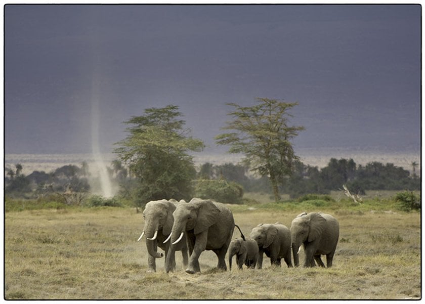 5 Tips for Better Wildlife Photography Image1