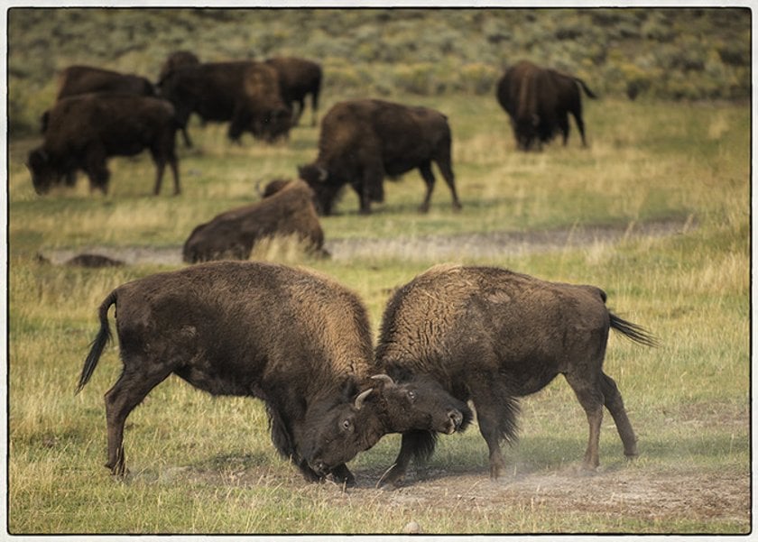 5 Tips for Better Wildlife Photography Image2