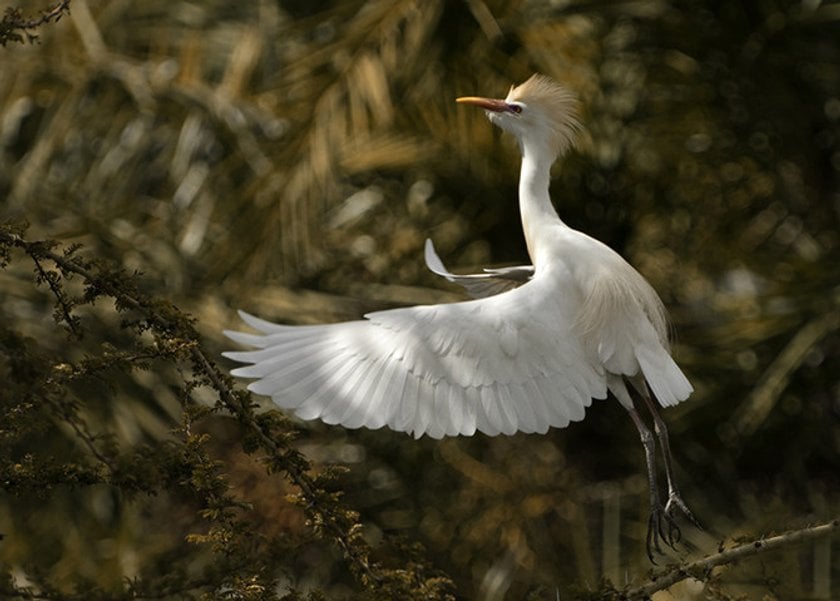 5 Tips for Better Wildlife Photography Image3