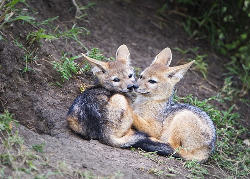 5 Tips for Better Wildlife Photography Image4