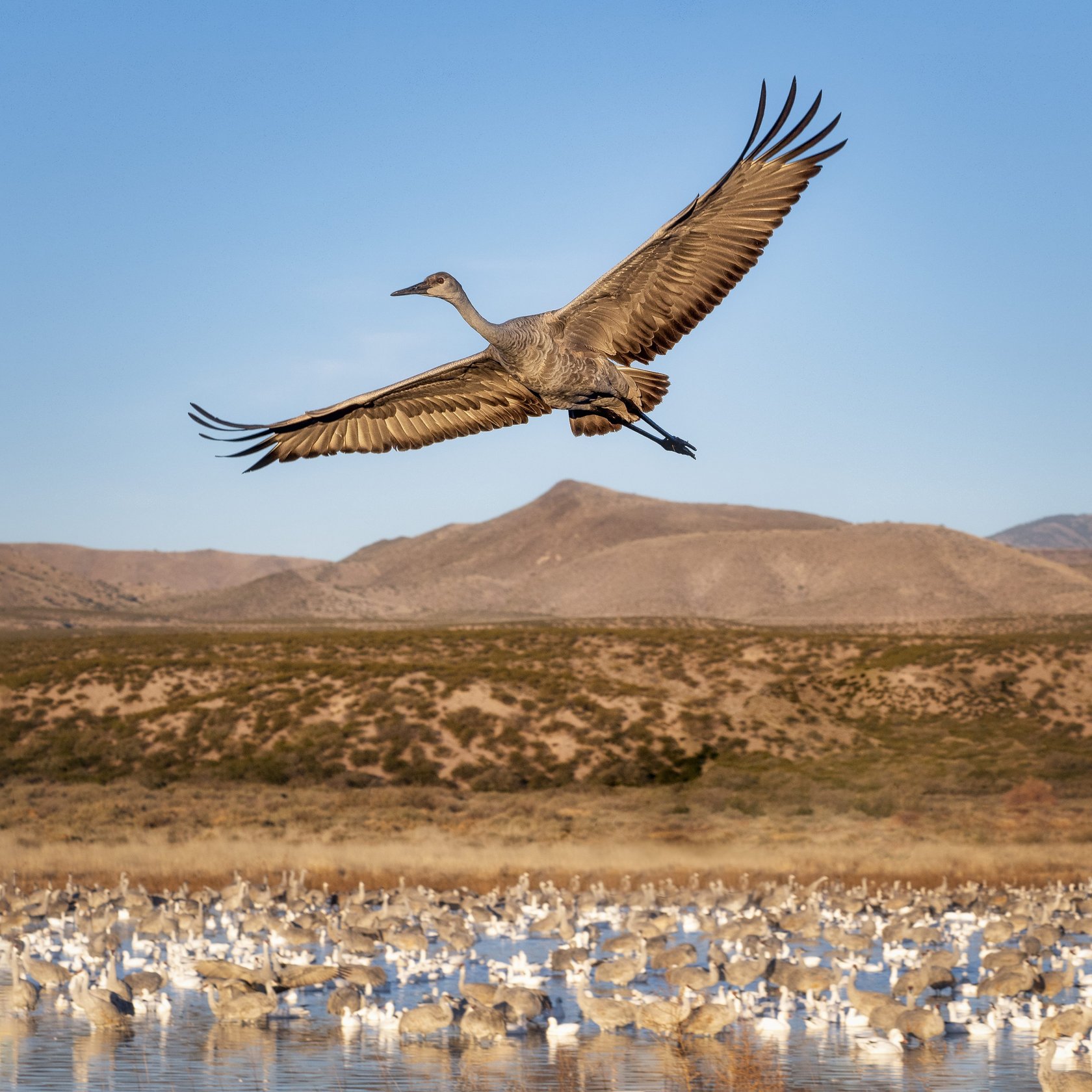 10 Essential Tips for Bird Photography | Skylum Blog(7)