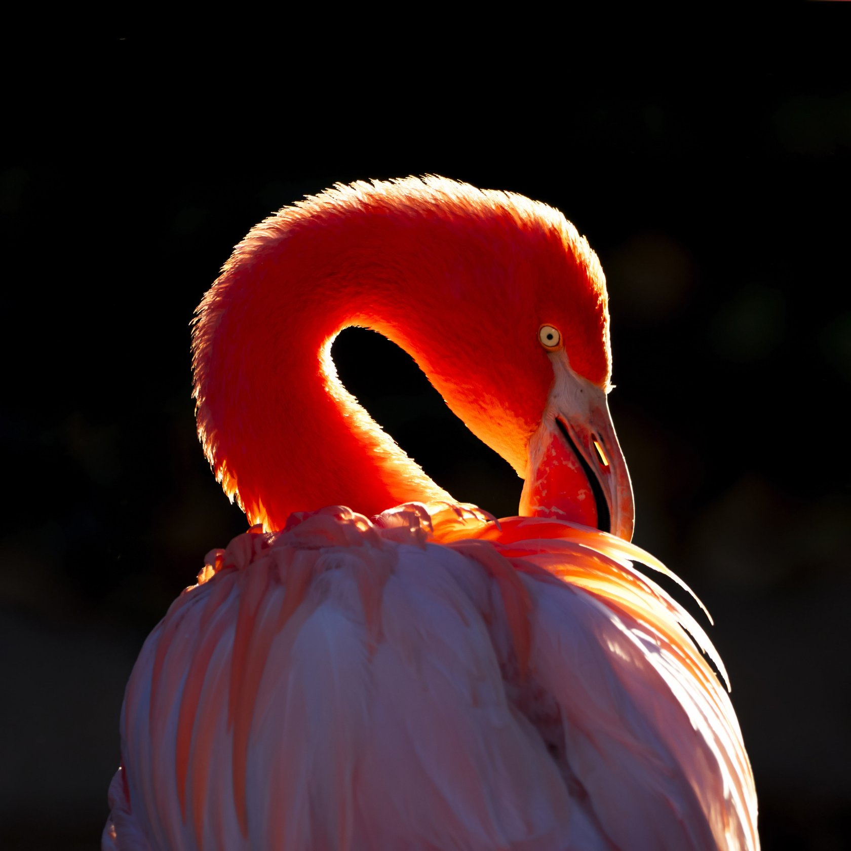 10 Essential Tips for Bird Photography | Skylum Blog(8)