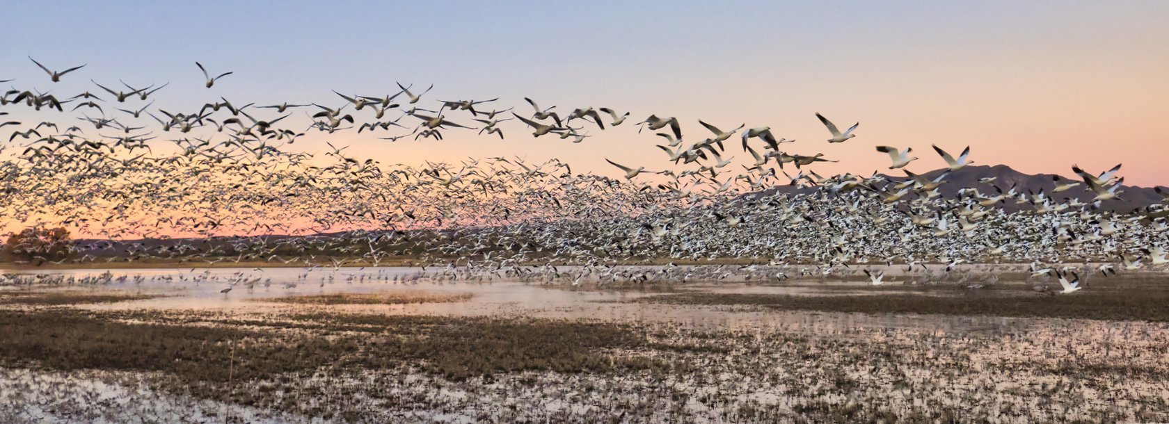 10 Essential Tips for Bird Photography | Skylum Blog(9)