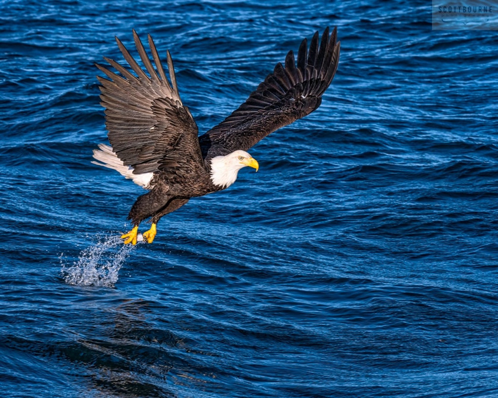 10 Essential Tips for Bird Photography | Skylum Blog(12)