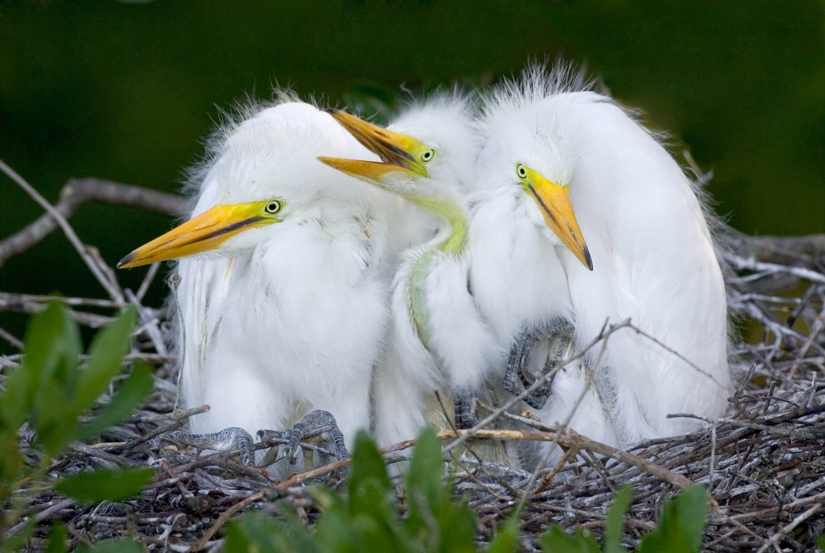 10 Essential Tips for Bird Photography | Skylum Blog(13)