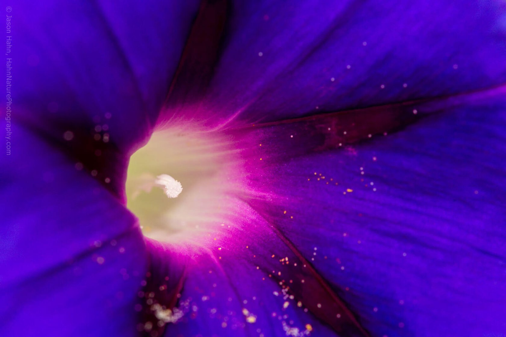 Flower Photography: Do You Know All the Secrets? | Skylum Blog(3)