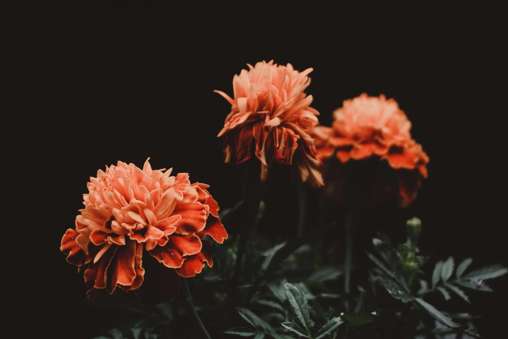 Flower Photography: Do You Know All the Secrets? | Skylum Blog(8)