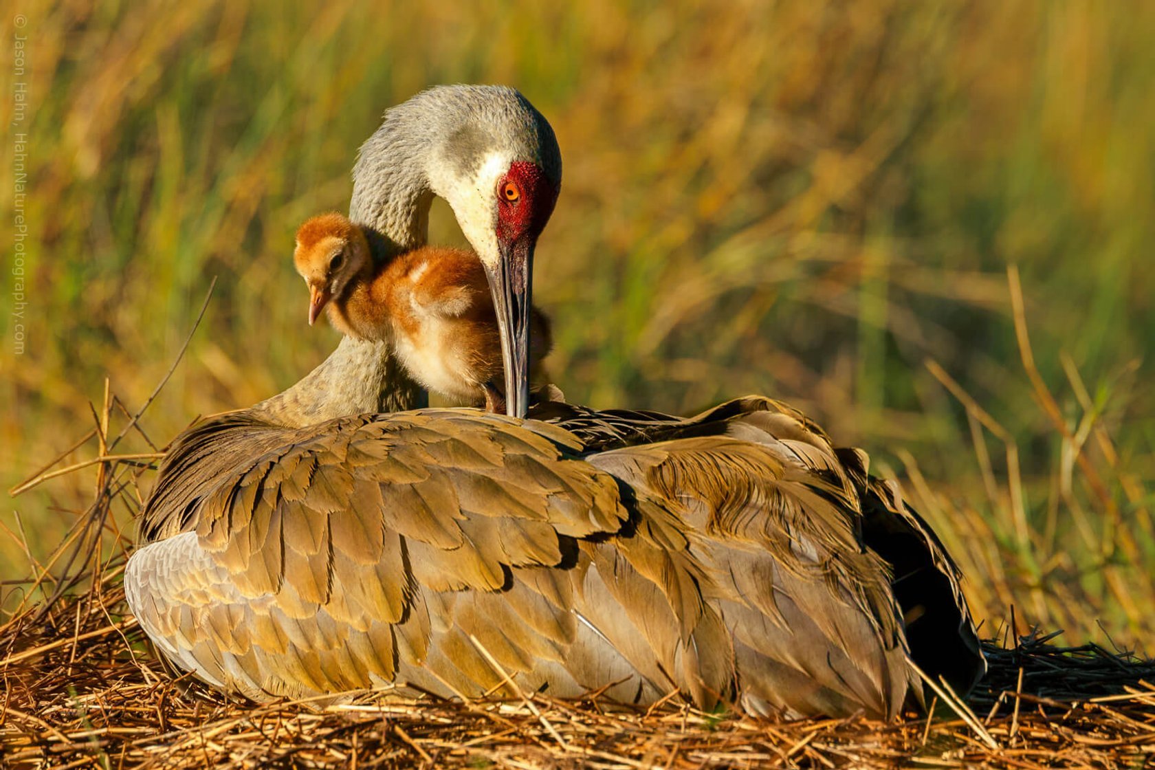 Wildlife Photography: A Full Guide to Taking the Best Photos of Animals | Skylum Blog(6)