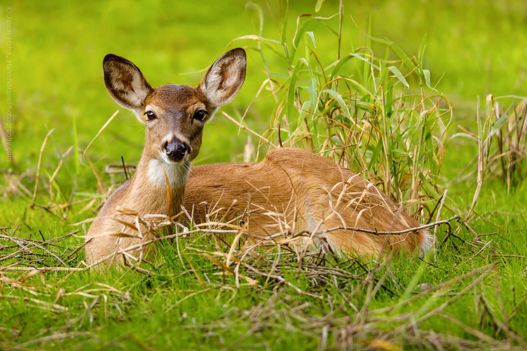 Wildlife Photography: A Full Guide to Taking the Best Photos of Animals | Skylum Blog(7)